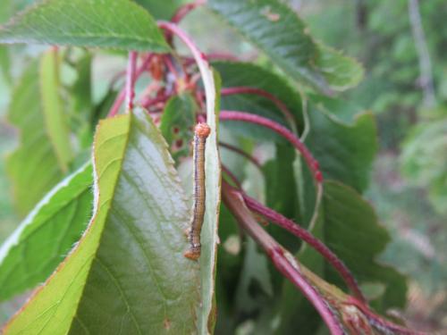 Agriopis (aurantiaria-marginaria)